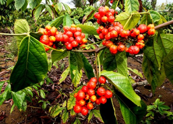 Bahia passa a ser maior produtor de guaraná do mundo
