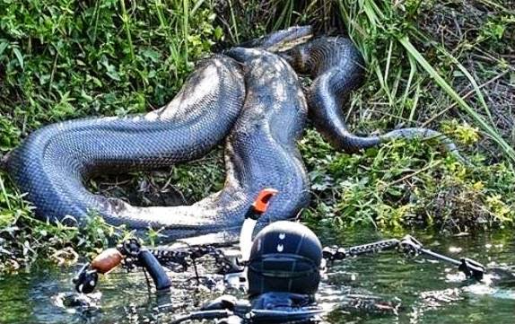 Naturalista que seria engolido vivo por anaconda desiste de desafio; veja vídeo