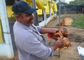 Experiência bem sucedida em Serrinha beneficiará mil famílias com galinheiros e hortas no território do sisal