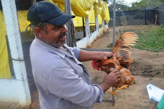 Experiência bem sucedida em Serrinha beneficiará mil famílias com galinheiros e hortas no território do sisal