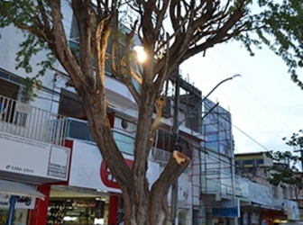 Comerciante é notificado por cortar árvore sem autorização