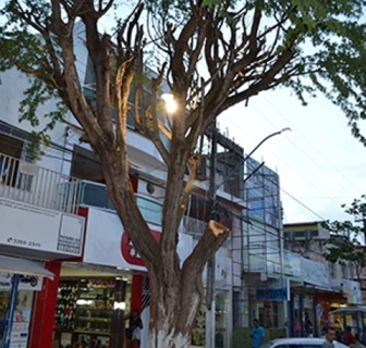 Comerciante é notificado por cortar árvore sem autorização