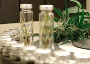 Anvisa libera uso medicinal do canabidiol, substância derivada da maconha