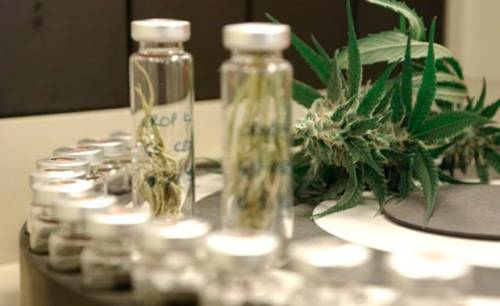 Anvisa libera uso medicinal do canabidiol, substância derivada da maconha