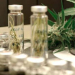 Anvisa libera uso medicinal do canabidiol, substância derivada da maconha