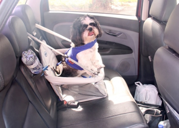 Médico mostra dedicação, carinho e proteção no transporte de cãozinho de estimação