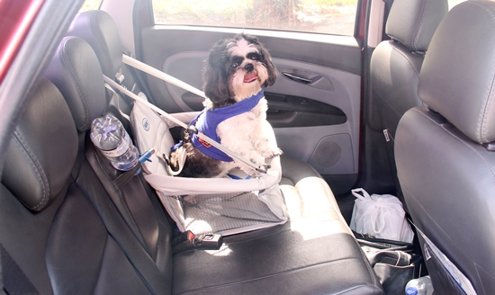 Médico mostra dedicação, carinho e proteção no transporte de cãozinho de estimação