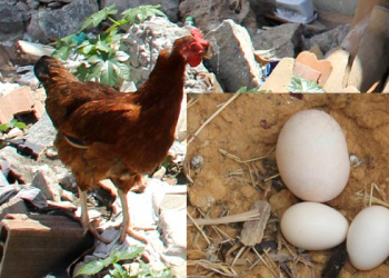 Coité – Galinha bota ‘ovO’ três vezes maior que o normal
