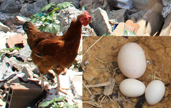 Coité – Galinha bota ‘ovO’ três vezes maior que o normal