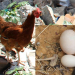 Coité – Galinha bota ‘ovO’ três vezes maior que o normal