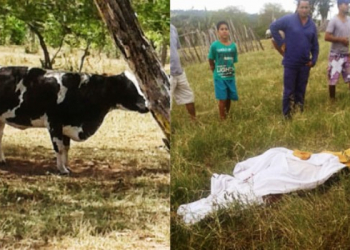 Vaca mata agricultora na zona rural de Mairi