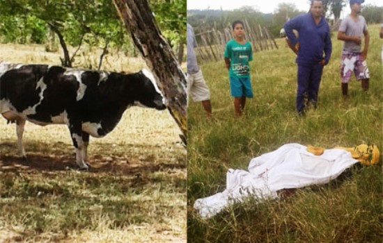Vaca mata agricultora na zona rural de Mairi