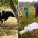 Vaca mata agricultora na zona rural de Mairi