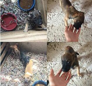 Projeto ‘Quatro Patas’ resgata e cuida de cães e gatos abandonados