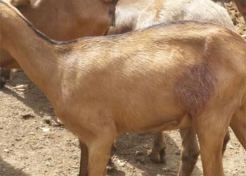 Acusados de matar um cachorro e ferir outro no Distrito de Salgadália vão a Delegacia em seguida procuram advogado