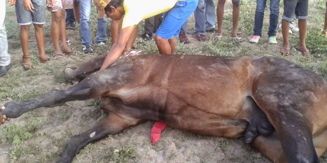 Cavalo avaliado em R$ 35 mil morre durante corrida na cidade de Pintadas