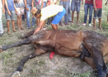 Cavalo avaliado em R$ 35 mil morre durante corrida na cidade de Pintadas