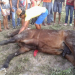 Cavalo avaliado em R$ 35 mil morre durante corrida na cidade de Pintadas