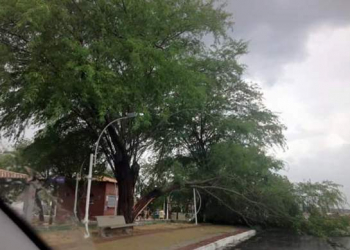 Chuva acompanhada de vento forte destelha casas e derruba árvores em Valente