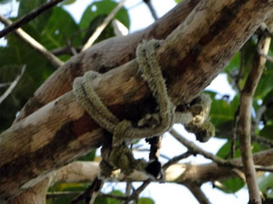 Garoto indígena de apenas 9 anos é encontrado enforcado no município de Banzaê