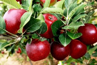 As primeiras mudas plantadas no local, em maio de 2010.