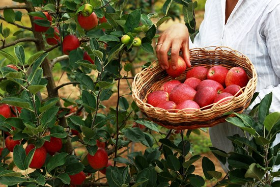 Unidade de observação faz primeira colheita de maçã em Morro do Chapéu