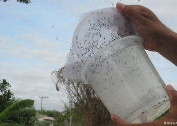 Após bons resultados na Bahia, mosquitos transgênicos são lançados contra a dengue em SP