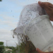 Após bons resultados na Bahia, mosquitos transgênicos são lançados contra a dengue em SP