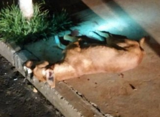 SP – Mulher mata vira-lata a facadas após animal cruzar com sua cachorra de estmação