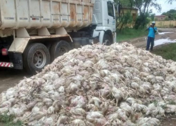 Cerca de 30 mil frangos morrem em Muritiba e donos alegam queda de energia