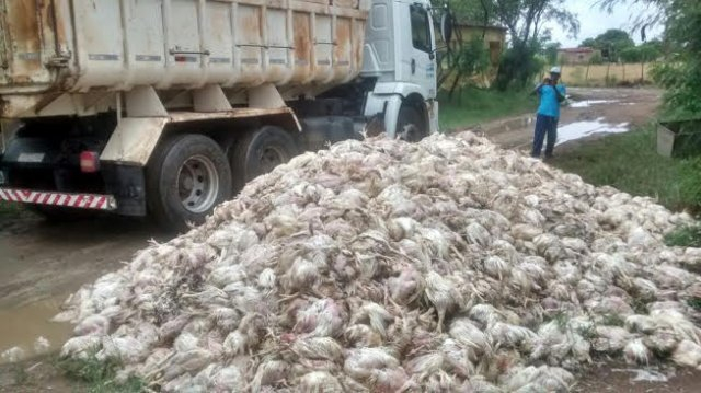 Cerca de 30 mil frangos morrem em Muritiba e donos alegam queda de energia