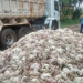 Cerca de 30 mil frangos morrem em Muritiba e donos alegam queda de energia