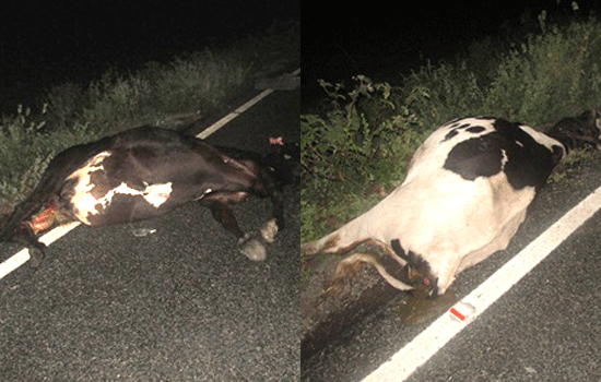 Duas vacas morreram depois de atingirem o ônibus e os dois homens.