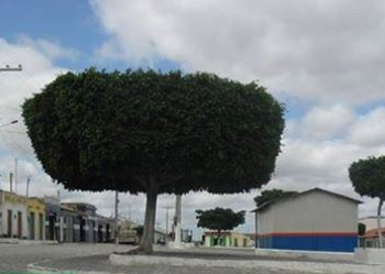 Criança de 8 anos morre após ser atingida por bala perdida na zona rural de Monte Santo