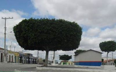 Criança de 8 anos morre após ser atingida por bala perdida na zona rural de Monte Santo