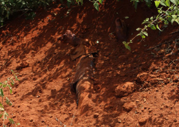 Corpo de homem não identificado é encontrado enterrado em cova rasa