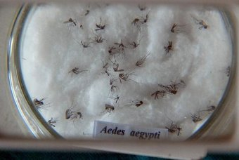 Bahia registra 54 casos de síndrome Guillain-Barré; uma pessoa morreu