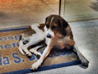 MS: Cão dorme em hospital por 8 dias esperando por dona que morreu; veja vídeo
