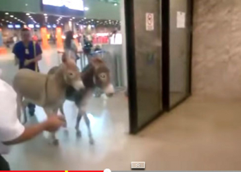 Vídeo flagra jumentos ‘passeando’ no saguão do aeroporto de Fortaleza