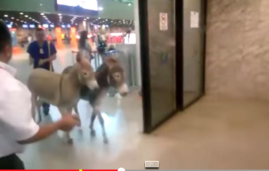 Vídeo flagra jumentos ‘passeando’ no saguão do aeroporto de Fortaleza