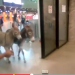 Vídeo flagra jumentos ‘passeando’ no saguão do aeroporto de Fortaleza