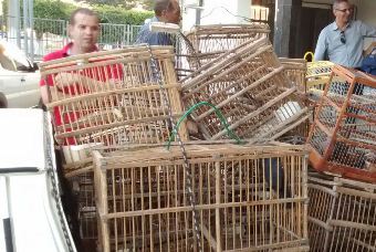Operação do MP apreende pássaros silvestres em Cansanção