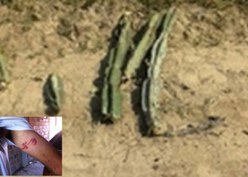 Bandidos bloqueiam via com pedaços de mandacaru para realizar assalto; pedreiro é alvejado por disparo