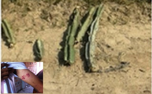 Bandidos bloqueiam via com pedaços de mandacaru para realizar assalto; pedreiro é alvejado por disparo