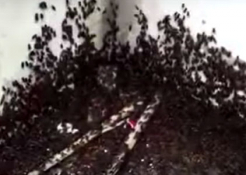 Invasão de grilos tira o sossego dos moradores de distrito de Riachão do Jacuípe