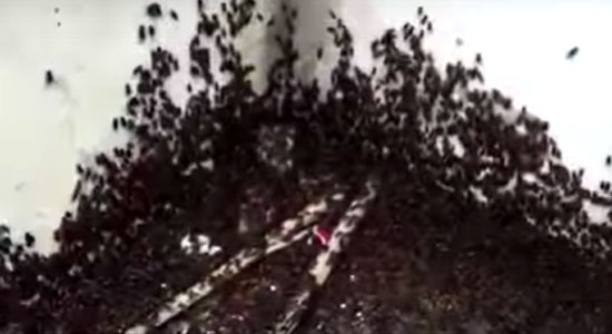 Invasão de grilos tira o sossego dos moradores de distrito de Riachão do Jacuípe