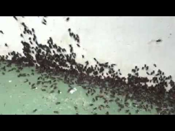 Invasão de grilos tira o sossego dos moradores de distrito de Riachão do Jacuípe