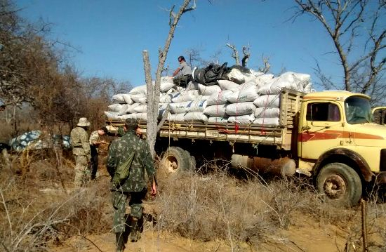 Campo Formoso – Operação da Polícia Federal apreende oito toneladas de maconha em fazenda
