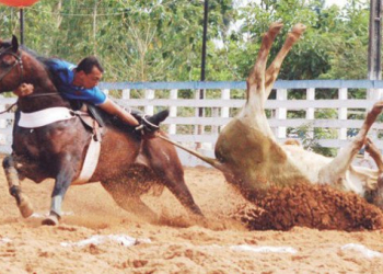ONG entra com ação no MP contra os maus-tratos sofridos pelos animais na Vaquejada de Serrinha
