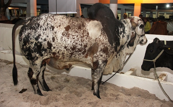 expo alagoinhas 10